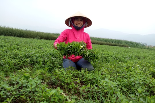 Nông dân Nghệ An trồng rau gia vị “1 vốn 4 lời“