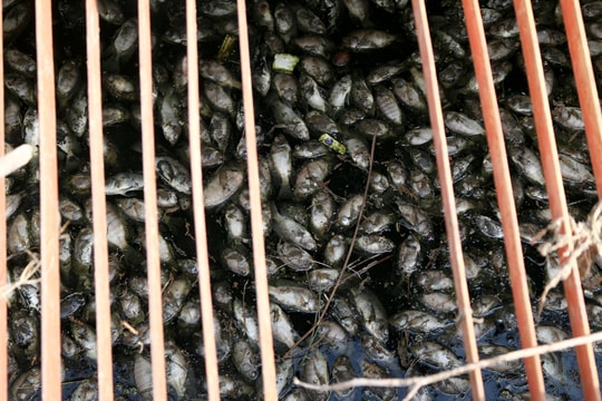 TP Vinh: Vớt hàng tấn cá chết ở hồ điều hòa cửa Nam 