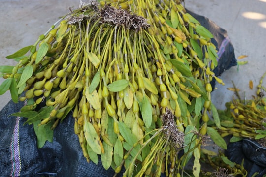 Bắt giữ ô tô vận chuyển 235kg hoa phong lan rừng quý hiếm