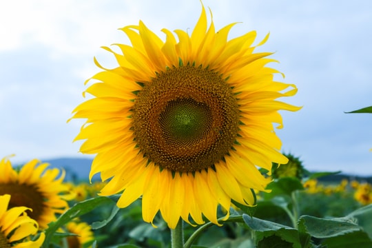 Rực rỡ cánh đồng hoa hướng dương Nghệ An những ngày đầu mùa 