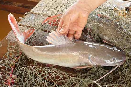 Nuôi cá sông quý hiếm đuôi đỏ như son, bán 450.000 đồng/kg