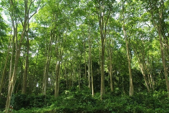 Tỉnh Nghệ An và Đại học Lâm nghiệp ký kết hợp tác trong lĩnh vực lâm nghiệp