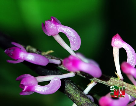 14 loài hoa lan rừng hiếm có tên trong sách đỏ Việt Nam