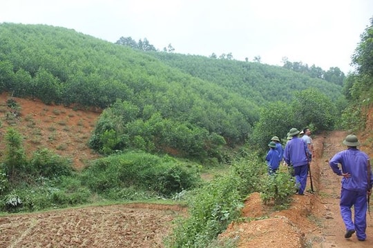 Hơn 109 nghìn ha rừng và đất lâm nghiệp sẽ được giao trong năm 2019