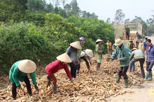 Lập tổ đổi công trong thu hoạch sắn ở Thanh Chương