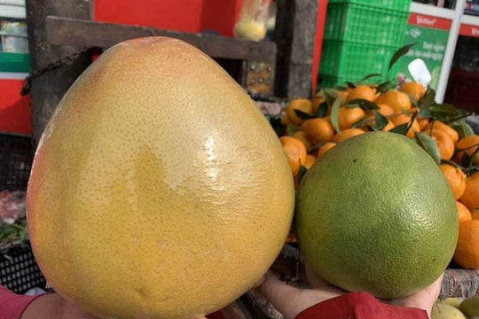 Cách phân biệt bưởi Trung Quốc và bưởi Việt Nam