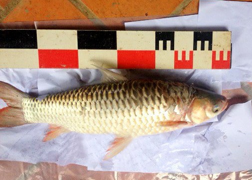 Loài cá lạ ai ăn vào cũng say như uống rượu