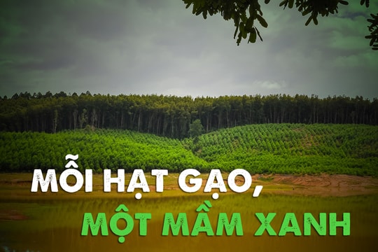 Mỗi hạt gạo, một mầm xanh