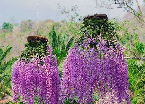 Những loại lan đắt đỏ giới nhà giàu săn lùng dịp Tết