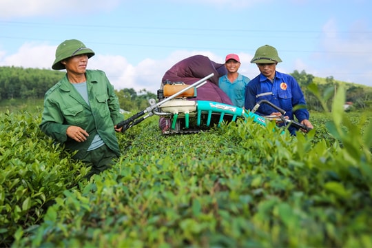 Chè Thanh Chương: Hành trình sau nửa thế kỷ
