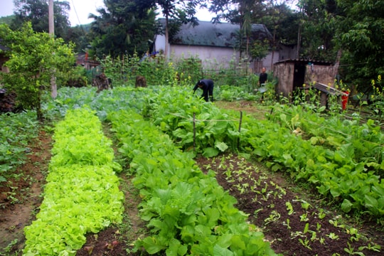 Mới trồng 2 ha rau sạch nhưng bà con miền núi đã kêu khó về đầu ra