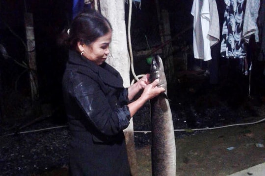 Người dân Nghệ An bắt được cá lệch nặng gần 1 yến