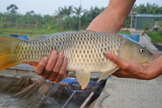 Nông dân Nghệ An nuôi thành công cá chép giòn
