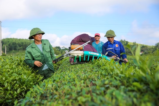 Cây chè Thanh Chương và sứ mệnh giảm nghèo