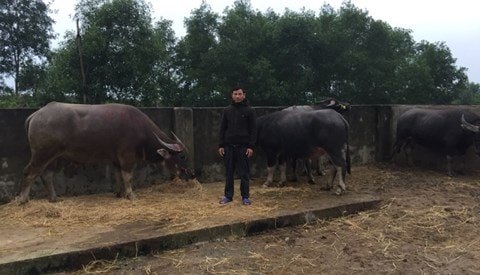 Đánh xe tải đến trang trại anh trai trộm 8 con trâu trong đêm 