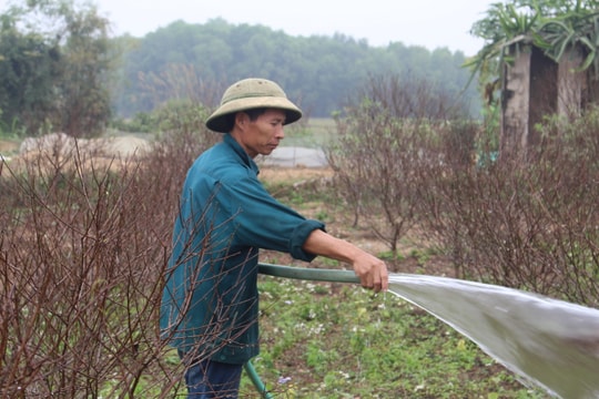 Nông dân Nghệ An chăm đào “đón Tết”