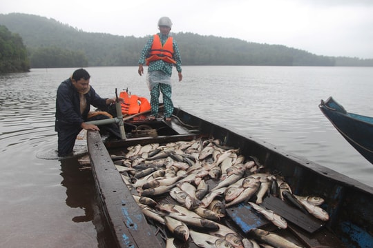 Bắt hàng tấn cá khi hồ thủy lợi xả nước