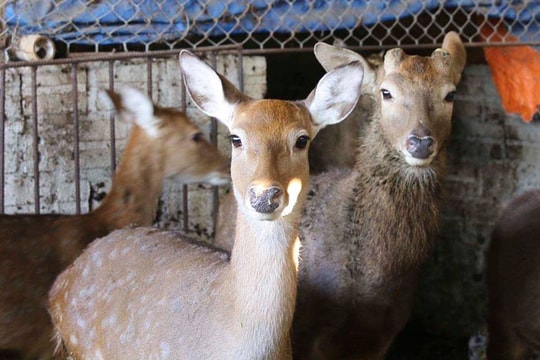 Nuôi con ăn rau rừng, uống nước lã, bán 400 ngàn đồng/kg thịt