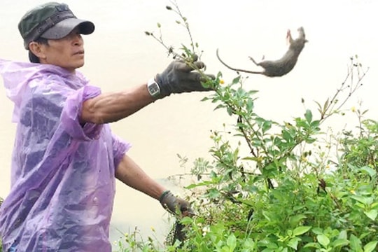 Mỗi ngày thu cả tạ chuột để làm mồi nhậu