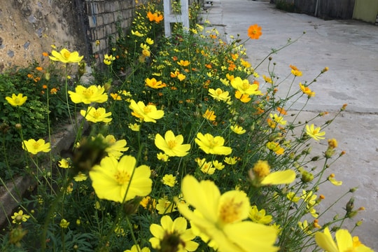 "Tuyến đường nở hoa" của phụ nữ xóm giáo Đông Sơn