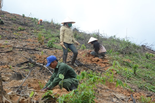 Đẩy mạnh giao rừng và đất lâm nghiệp