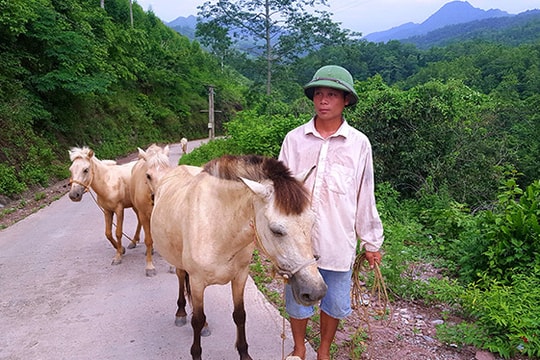Về nơi nuôi bạch mã nhiều nhất Việt Nam