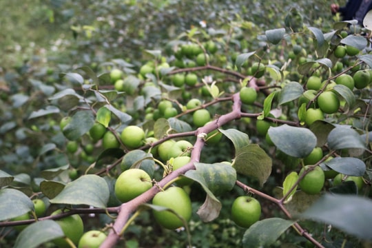 Trồng táo trên đồng bãi, nông dân Nam Đàn được mùa, được giá 