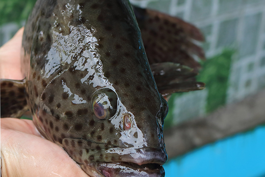 Nuôi cá mú chấm đỏ, dân vùng đầm Nại đổi đời