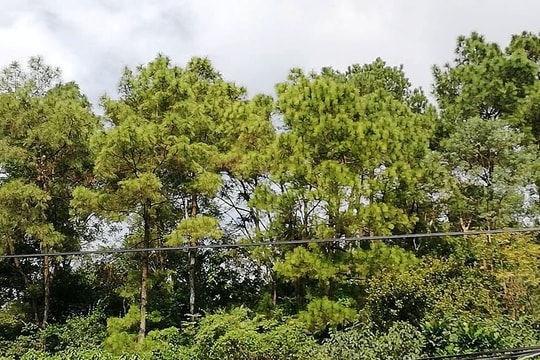 Phát hiện người đàn ông chết trong tư thế treo cổ trên núi Dũng Quyết