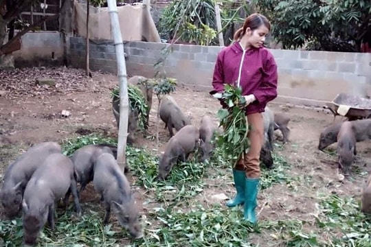 Gái xinh 9X bỏ công nhân về quê lập nghiệp, nuôi lợn rừng