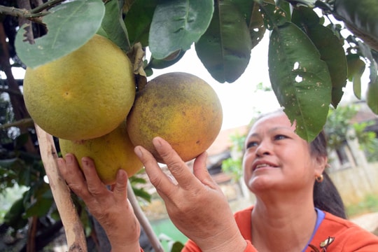 Nông dân Nghệ An chuẩn bị đặc sản vùng miền phục vụ thị trường Tết