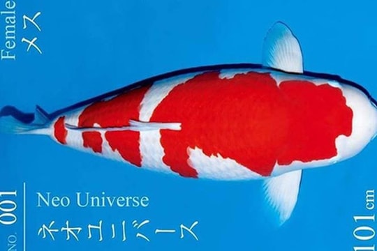 Vì sao cá Koi "Huyền thoại" giá tới 42 tỷ đồng, đắt nhất lịch sử?