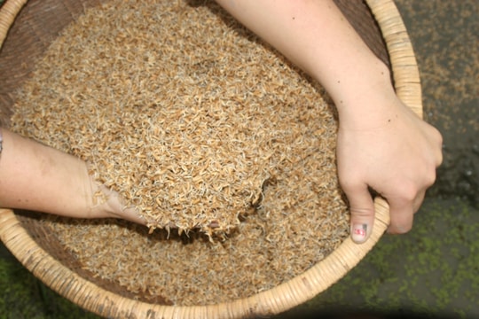 Nông dân Nghệ An xuống đồng bắc mạ lúa vụ xuân