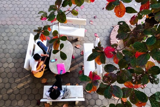 Nao lòng với sắc đỏ tán bàng giữa thành phố mùa đông