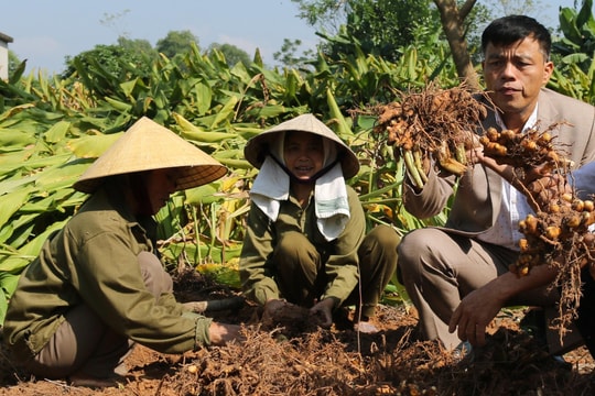 Ồ ạt trồng nghệ, nông dân xứ Nghệ thất thu