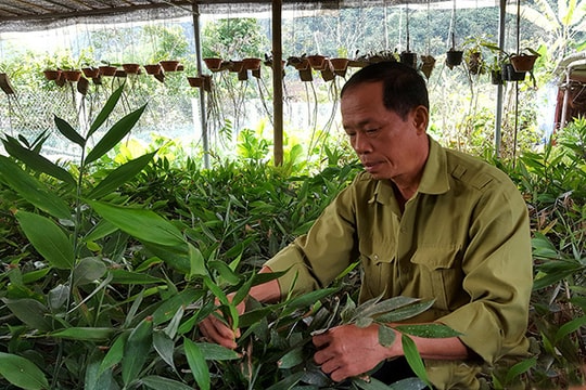 Trồng giống gừng hoang “thơm” mùi bọ xít, bán 500 ngàn đồng/kg