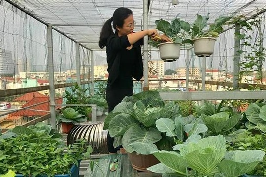 Mê mẩn với vườn rau xanh mơn mởn của nữ giảng viên trên 60 m2 sân thượng