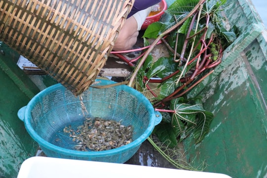 “Săn” nòng nọc làm món đặc sản, nông dân rẻo cao Nghệ An thu tiền triệu mỗi ngày 