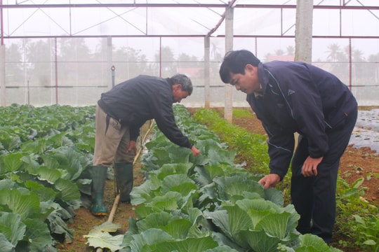 Sản xuất nông nghiệp ở Nghệ An đạt bình quân 80 triệu đồng/ha