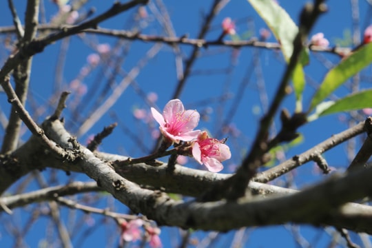 Những ngày cuối năm lên với “Sa Pa xứ Nghệ“