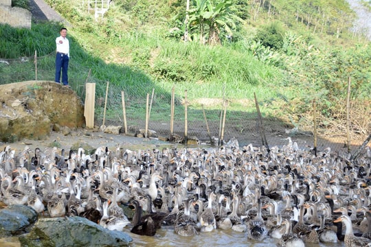Ông chủ trang trại vịt bầu Quỳ nức tiếng ở Nghệ An