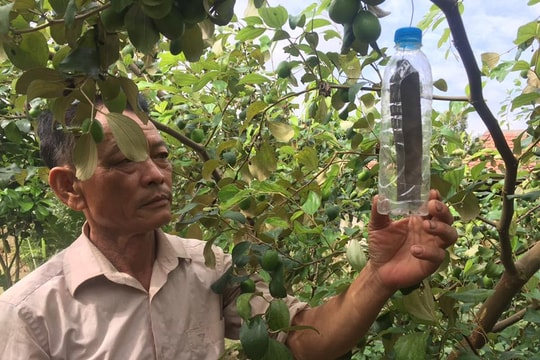 Treo “hộp nhựa” phòng sâu bệnh cho táo, nông dân thu nhập cao