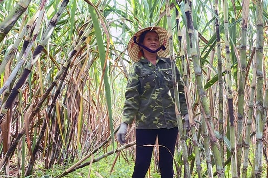 Ra "tối hậu thư" níu chân người trồng mía