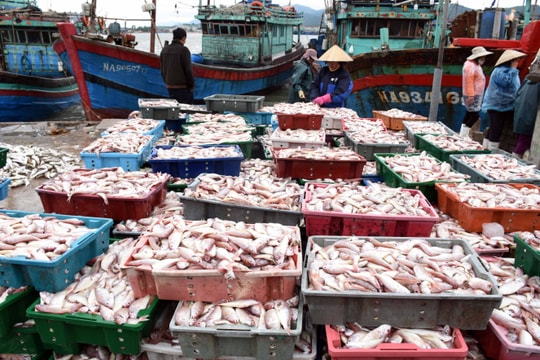 Ngư dân Nghệ An bám biển, mưu sinh trong thời tiết lạnh giá