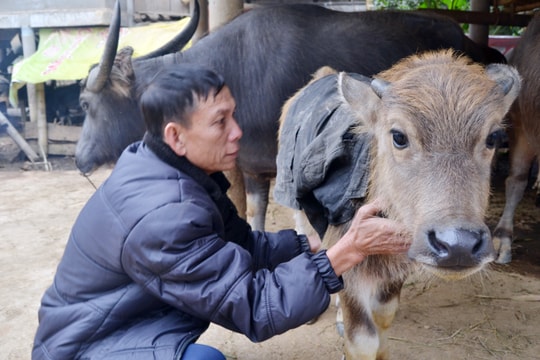 Lạnh kéo dài, nông dân khoác áo chống rét cho trâu, bò