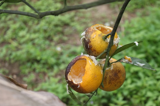 Người trồng cam Xã Đoài mất tiền triệu mỗi đêm vì...chuột 