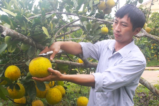 Thủ tướng Nguyễn Xuân Phúc: Tăng cường sản xuất nông nghiệp sạch 