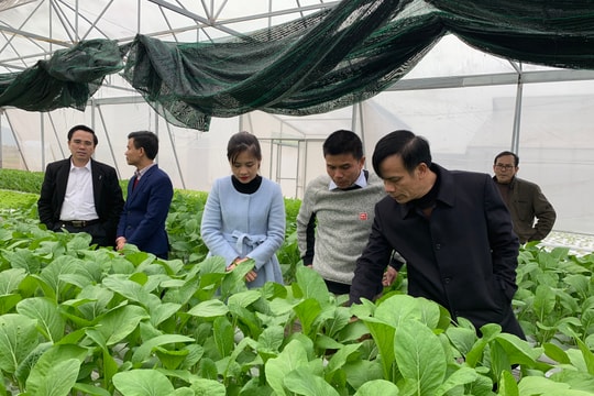 Chủ tịch UBND TP. Vinh kiểm tra các mô hình phát triển kinh tế