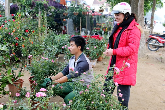 Nhộn nhịp thị trường hoa Tết thành Vinh: Lan, hồng phấn "lên ngôi"