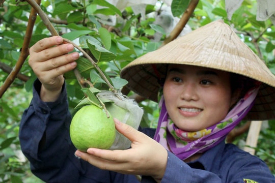 Chú trọng nâng cao chất lượng mô hình khuyến nông